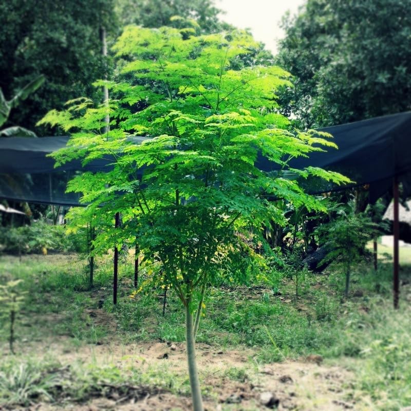 Indian Moringa Seeds High-Yield Drumstick for Home Garden, Green