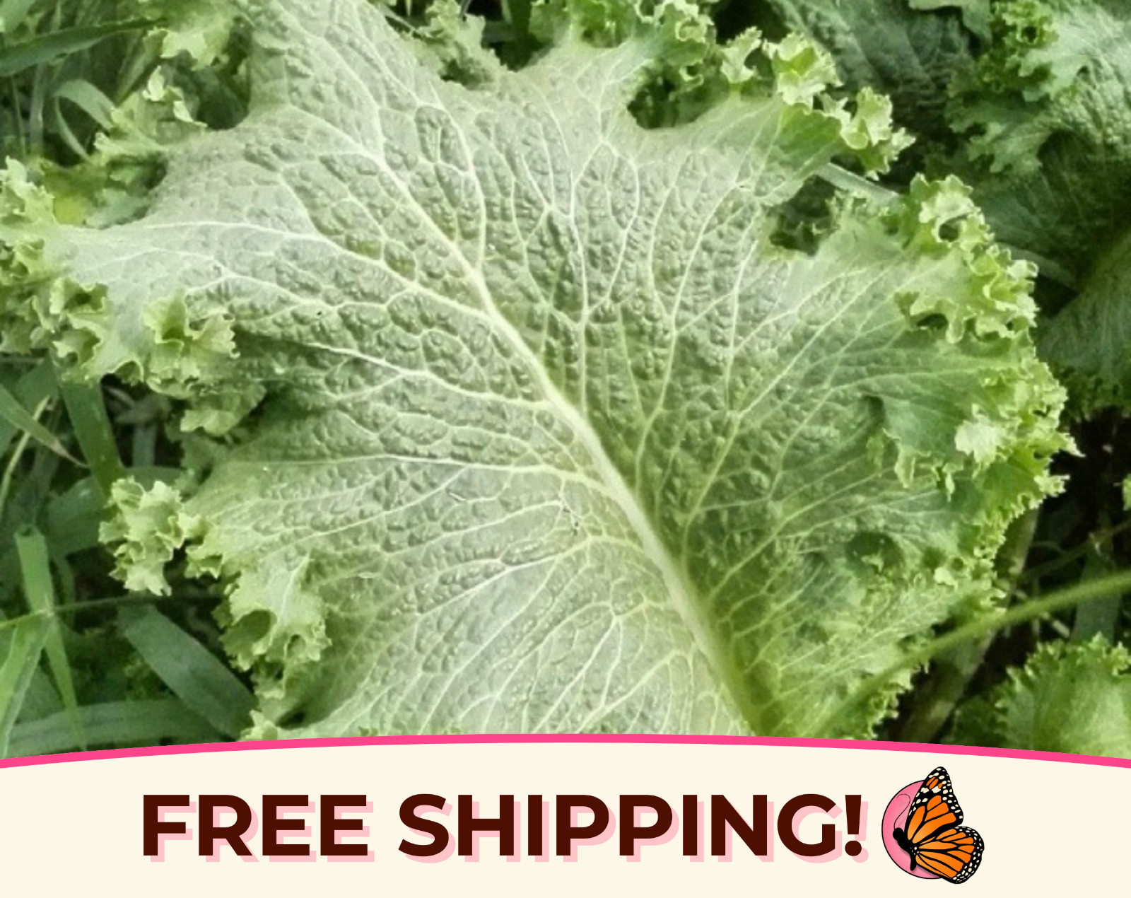 3700+ Mustard Seeds ‘Southern Giant Curled’ | Heirloom, Non-GMO Vegetable Garden