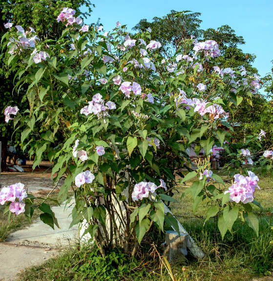 Pink Tree Morning Glory Perennial Ipomoea carnea fistulosa – Cuttings