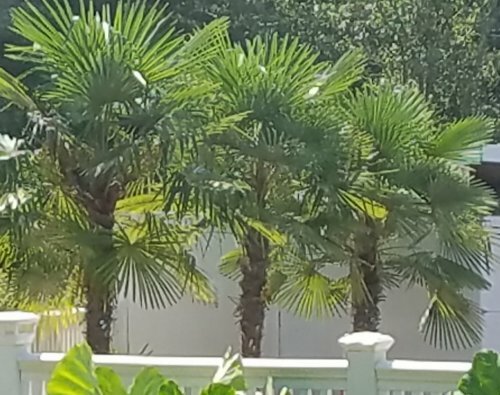 100+ Hardy Windmill Palm Tree Seeds ,USA Trachycarpus Fortunei SEEDS $5.00 SHIP