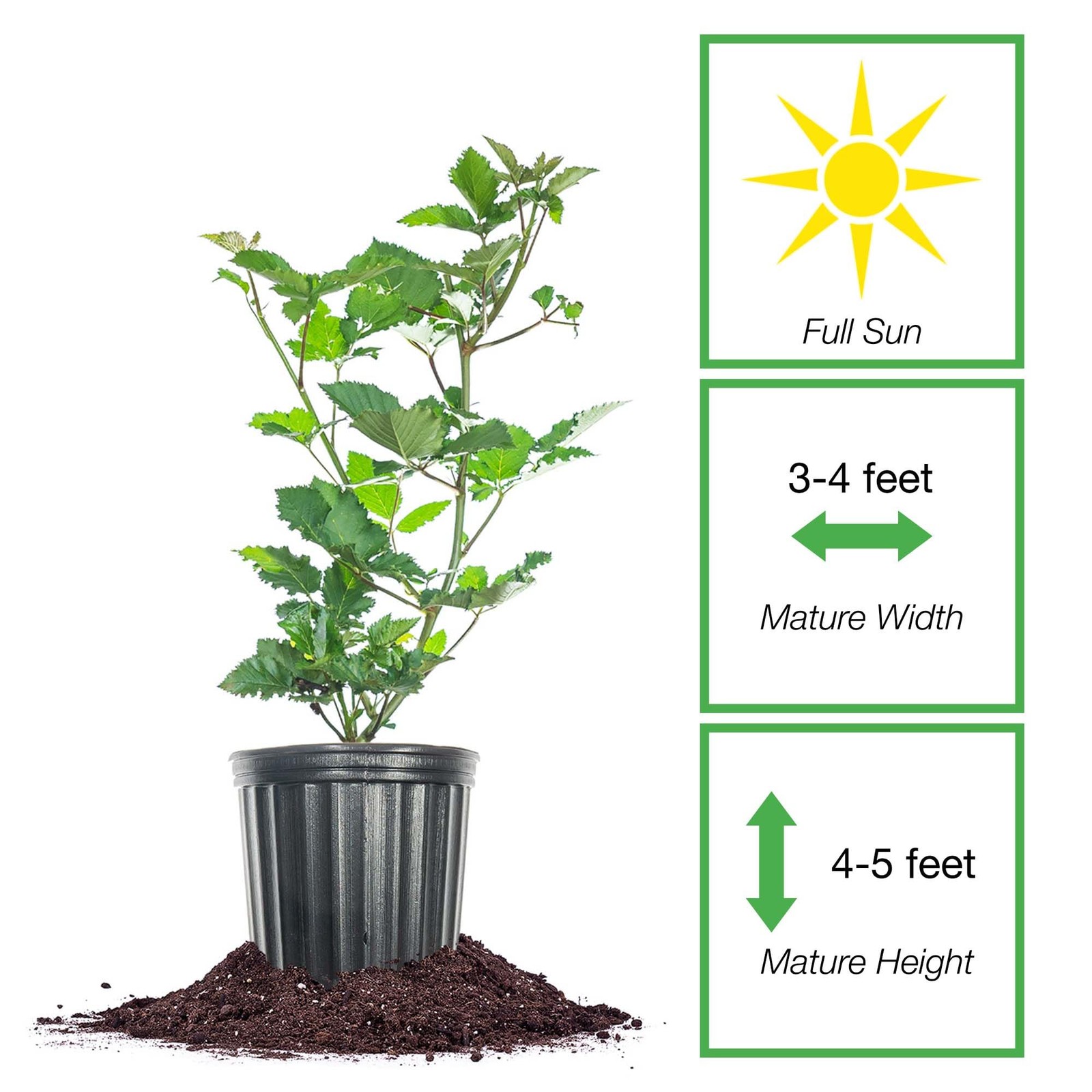 Perfect Plants Premiumark Freedom Blackberry Bush 1 Gallon Live Thornless Fruit