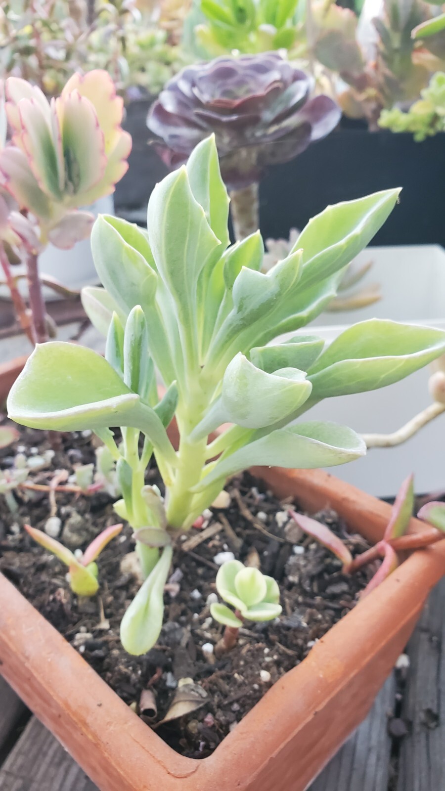 40 Succulent Assorted cuttings