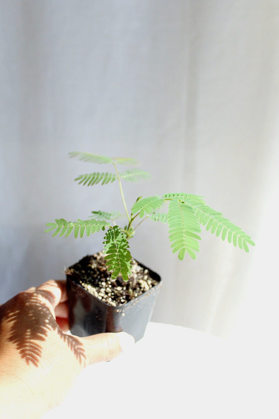 Persian Pink Mimosa, 2 Inch Pot, Ornamental Flowering Starter Tree, Fast Growing
