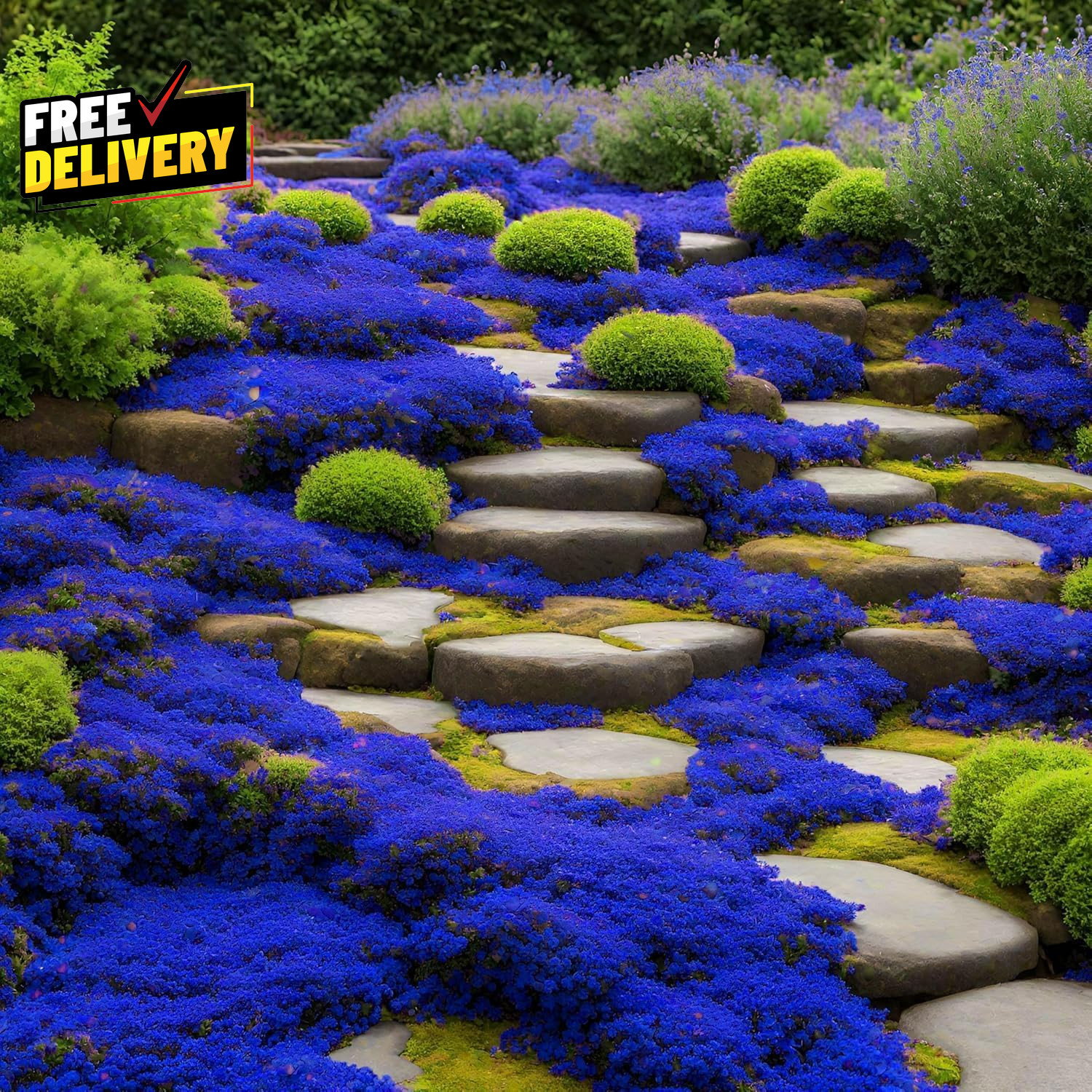 20000+ Magic Blue Creeping Thyme Seeds for Planting Ground Cover Plants Heirloom