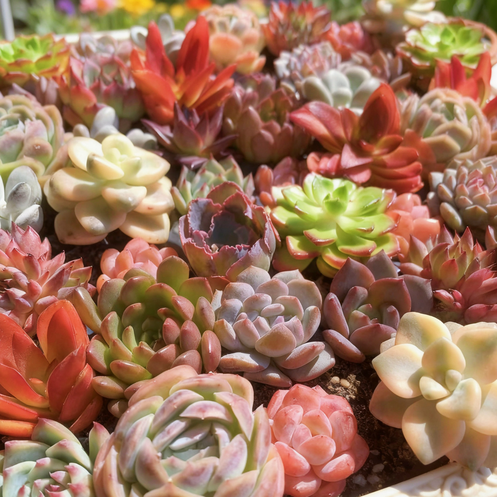 Succulent Plant Live Mix 6/12/24 Pcs Assorted, Bare Root Without Soil Pot,