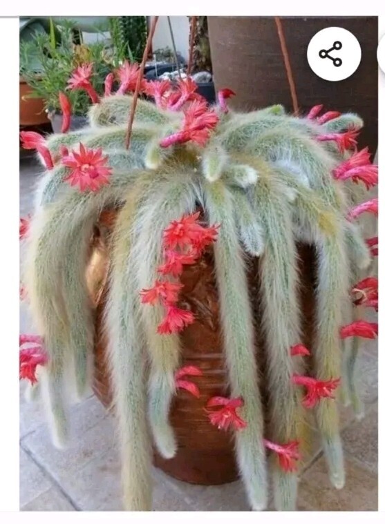 Monkey Tail Cactus Succulent Plant Cutting 8″ (End Cutting)