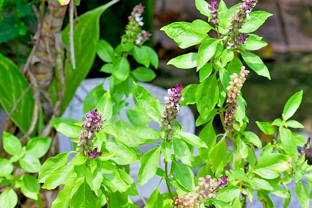 400 THAI BASIL SEEDS | SALE FREE SHIPPING NON GMO