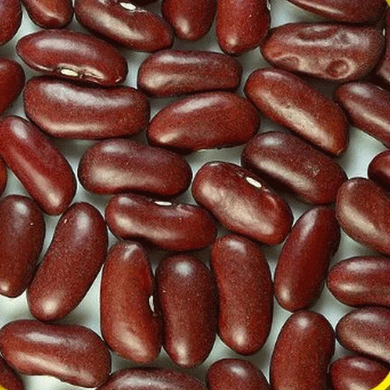 Dark Red Kidney Bush Bean Seeds, Baked Beans and Chili, NON-GMO, FREE SHIPPING