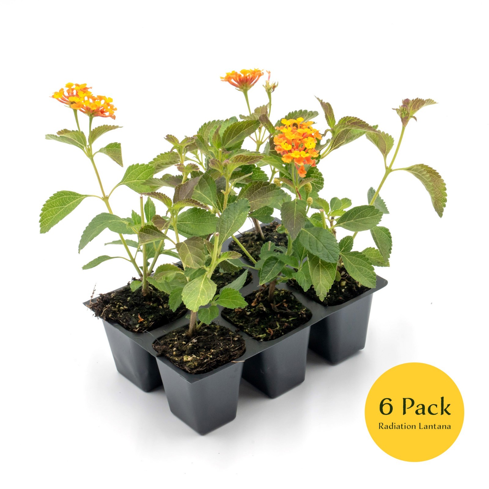 Radiation Lantana Bushes, Live Plants in 2.5″ Cubes (Lantana Camara ‘Radiation’)