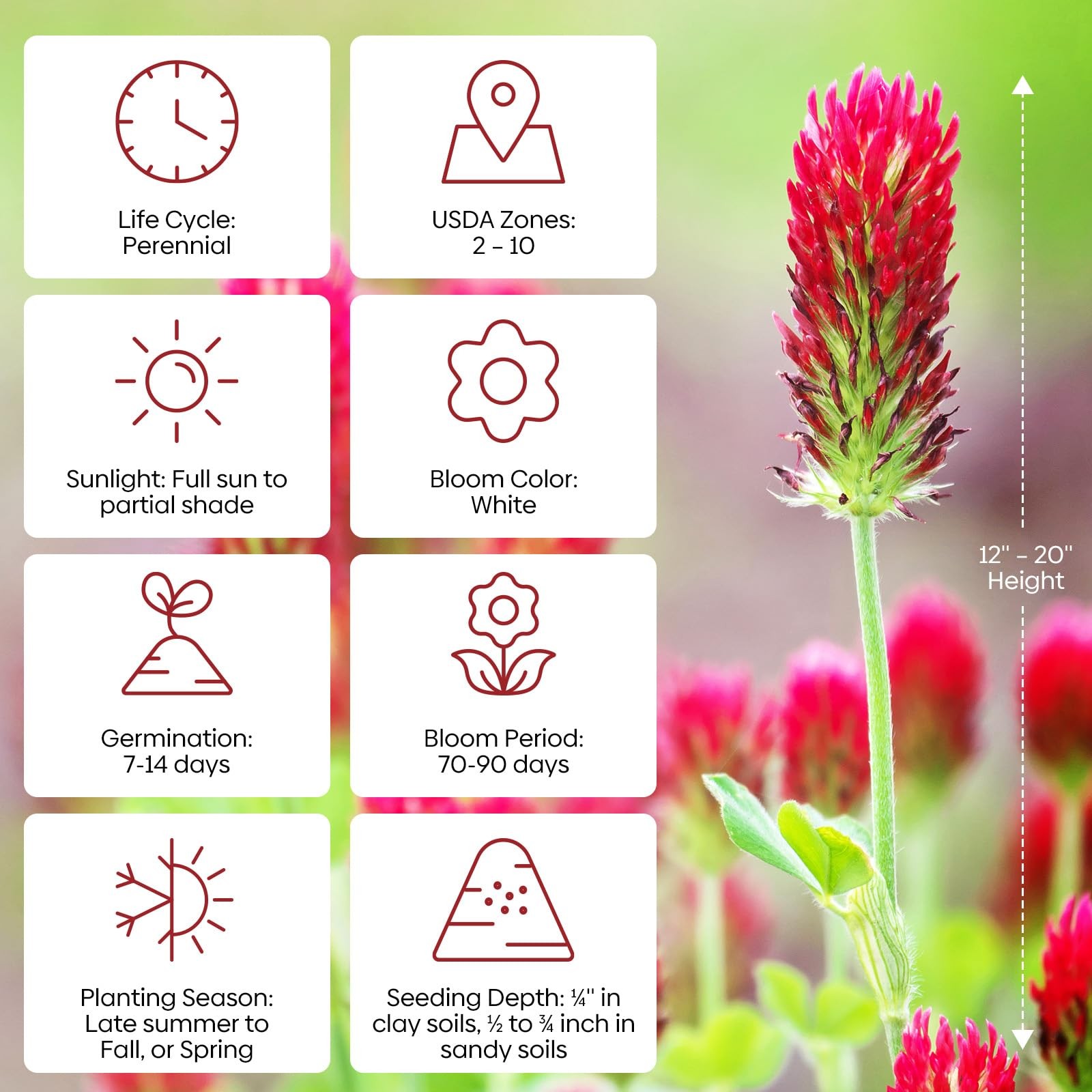 Crimson Clover Seeds 2 Lbs Annual Red For Lawn Garden Pasture Attracts Pollinato