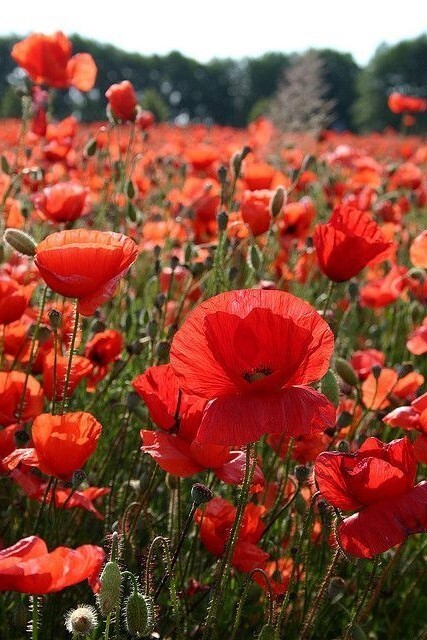 Papaver Rhoeas 1000+ Seeds, Red Corn Poppy Garden Flowers, Flanders Poppy