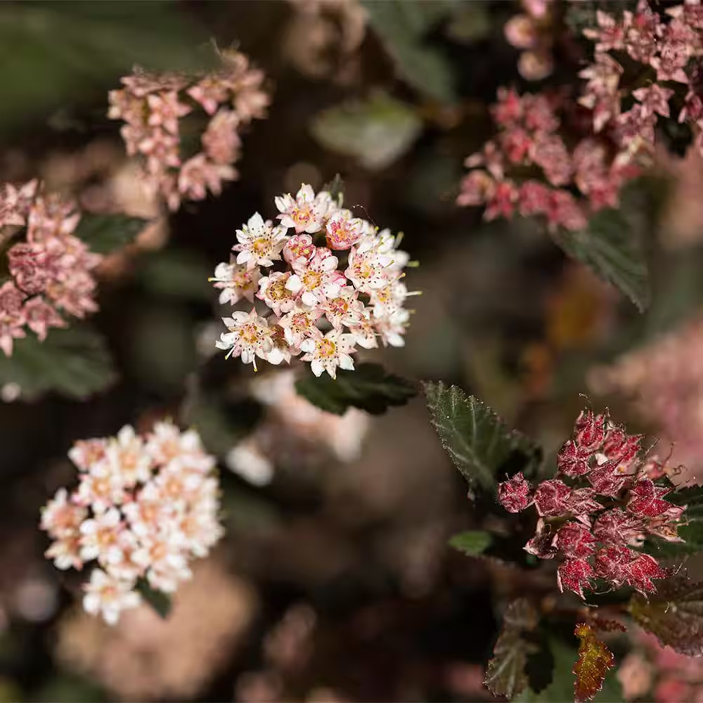2 Gal. Little Devil Ninebark Shrub With Dark Foliage
