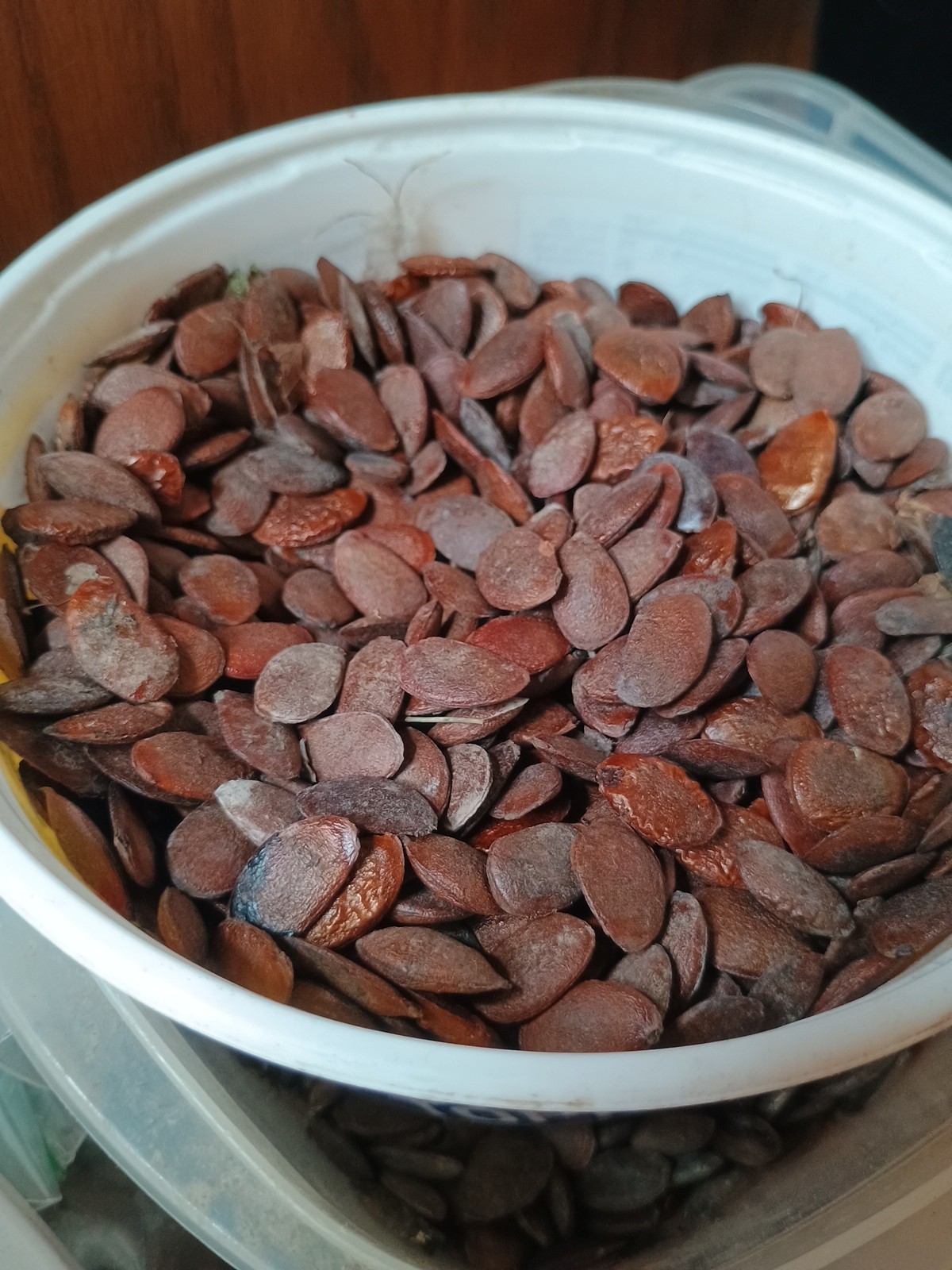 American Persimmon Tree Seeds Organic No Pesticides 30 Seeds Prestratified