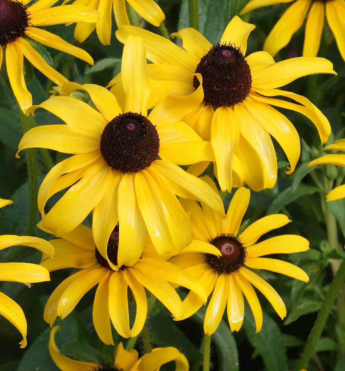 3000 Black Eyed Susan Flower Seeds Rudbeckia Hirta Perennial