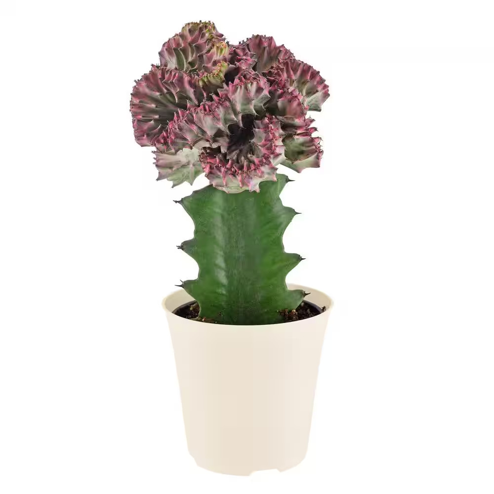 4 In. Light Purple Marmaid Tail Coral Cactus Live Indoor Plant in Beige Plastic