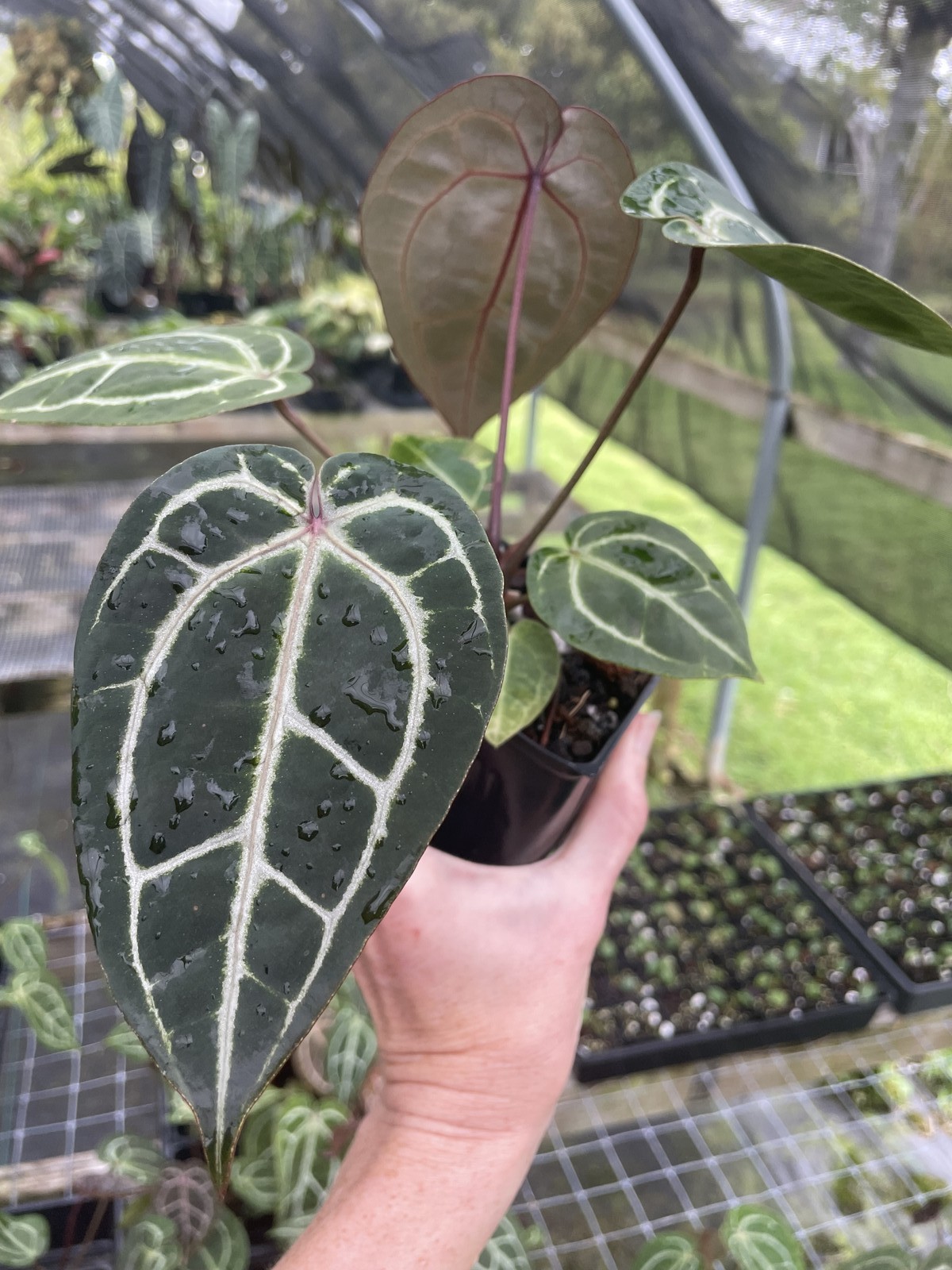 Anthurium Red Crystallinum Doc Block 4″ pot, Fedex 2day*