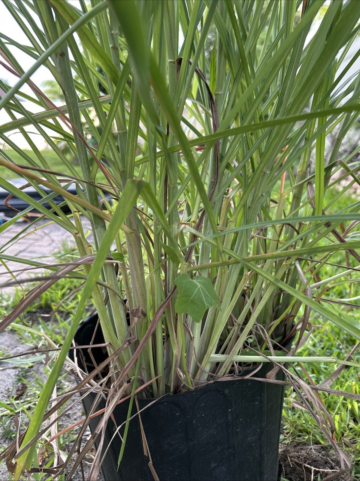 Fragrant Lemon Grass Herb Plant