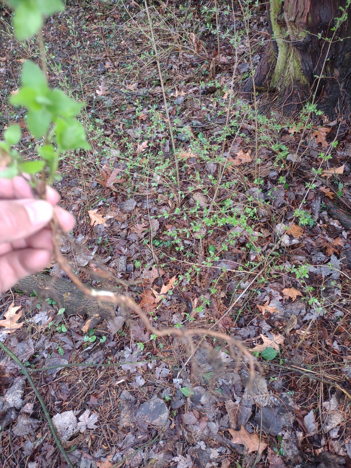6 Small Rooted Starts: Lonicera maackii Amur Honeysuckle Bush Shrub