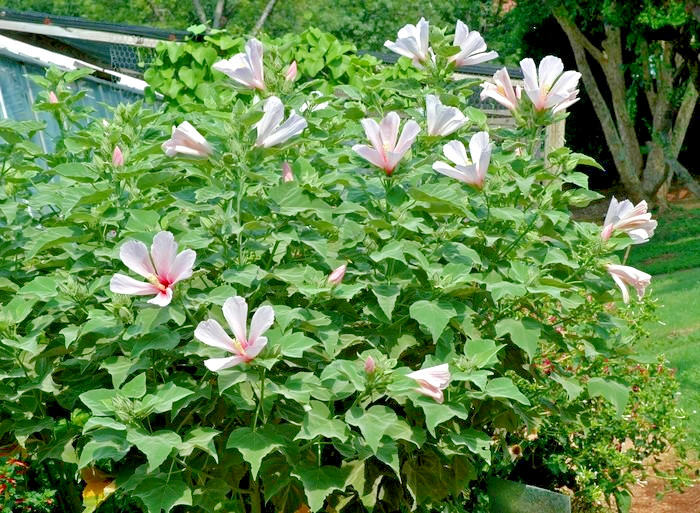 25 GREAT ROSE MALLOW SEEDS – hibiscus grandiflora