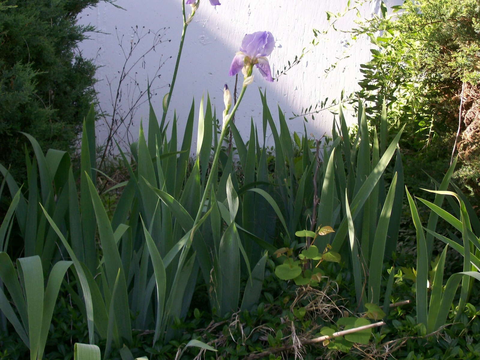 IRIS LIVE PLANTS RHIZONES WITH FLAGS SET OF 3 MIXED COLORS