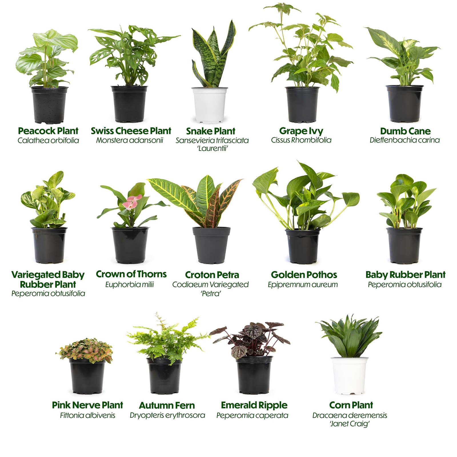 Essential Houseplant Collection (3PK), Easy Plant Varieties, Air Purifying Pa…