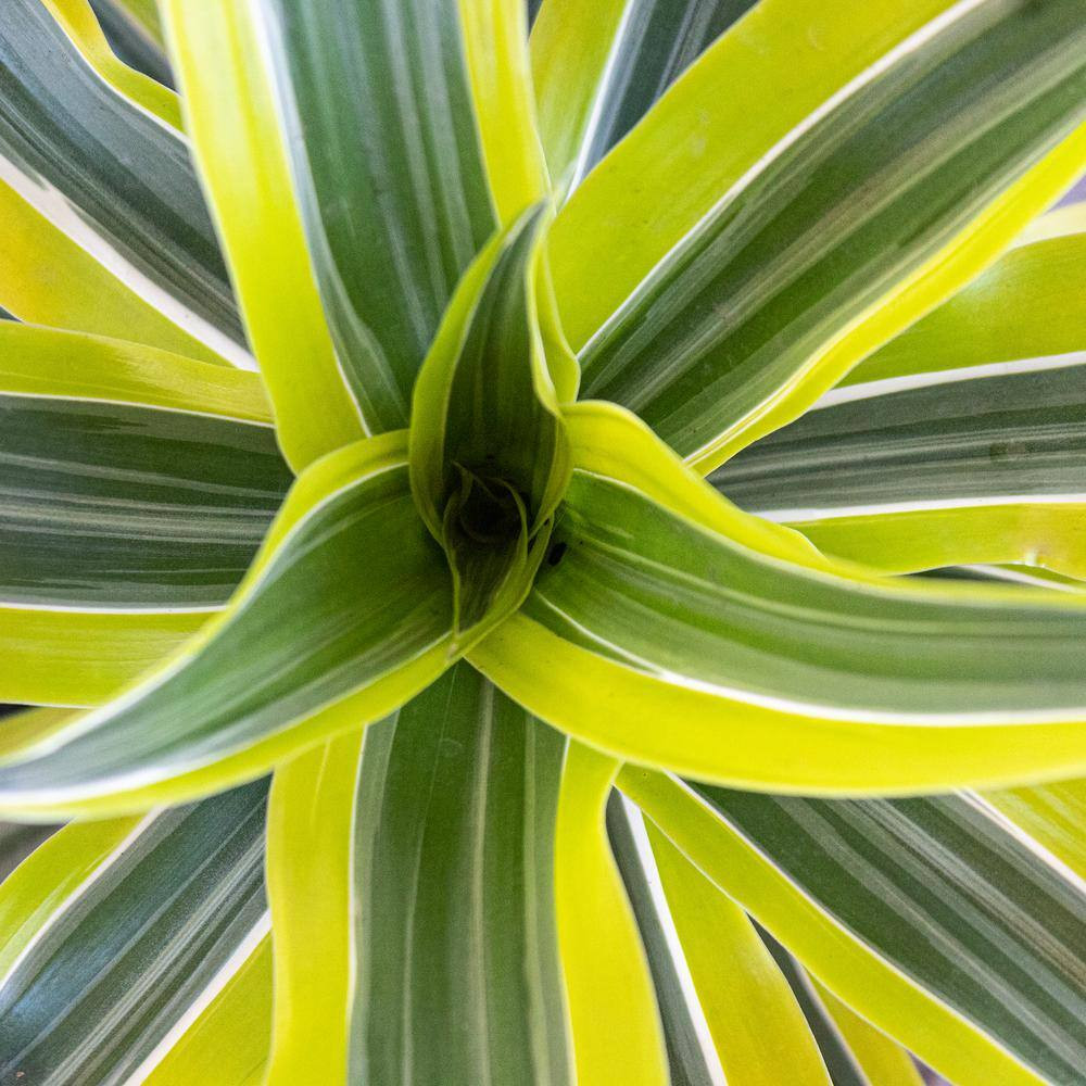 Live Dracaena Lemon Lime Bush in 10 In. White Decor Pot