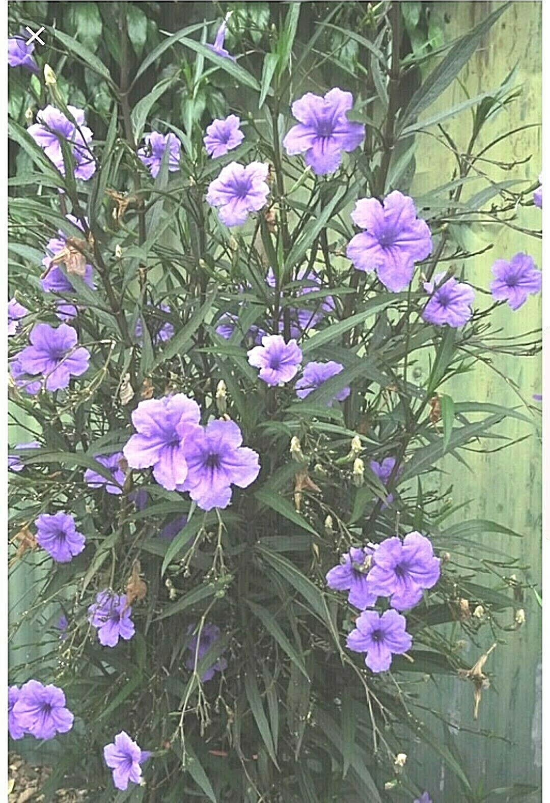 MEXICAN PETUNIA 10 Cuttings, Perennial, Attracts Butterflies, Hummingbirds