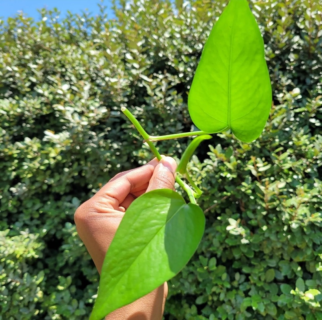 Pothos Ivy Variety Pack (3) | Golden Pothos, Neon Pothos & Pothos N’joy |