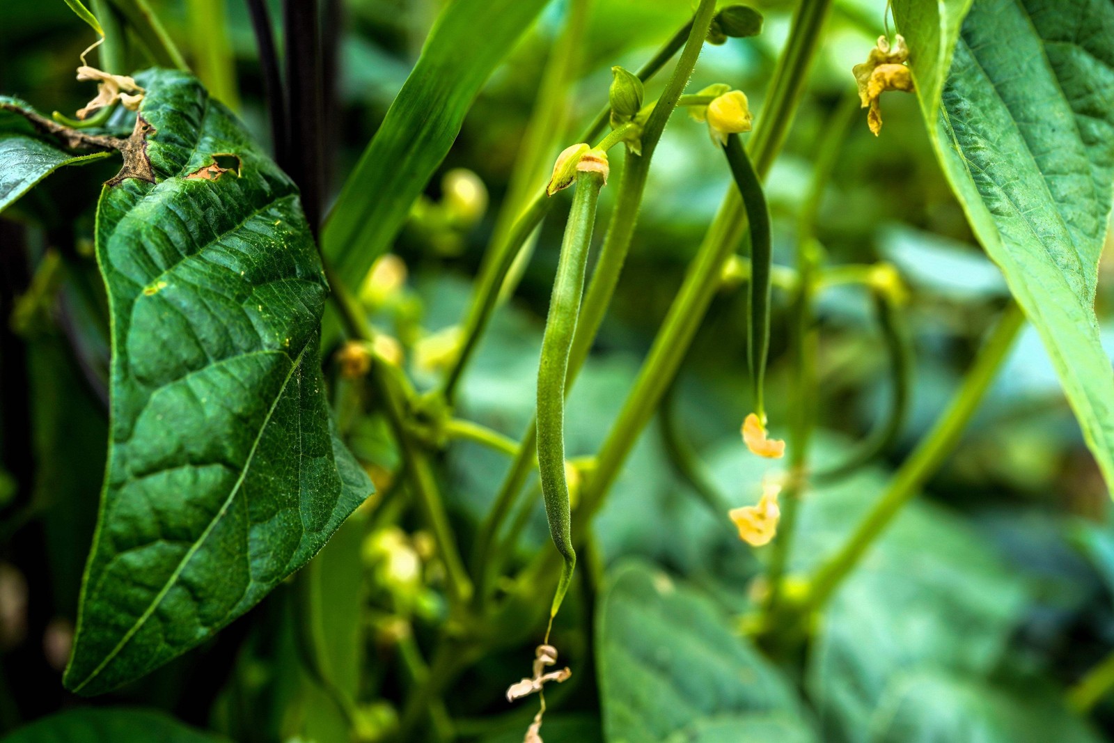 50 BURPEE STRINGLESS GREEN POD BEAN French Phaseolus Vulgaris Vegetable Seeds