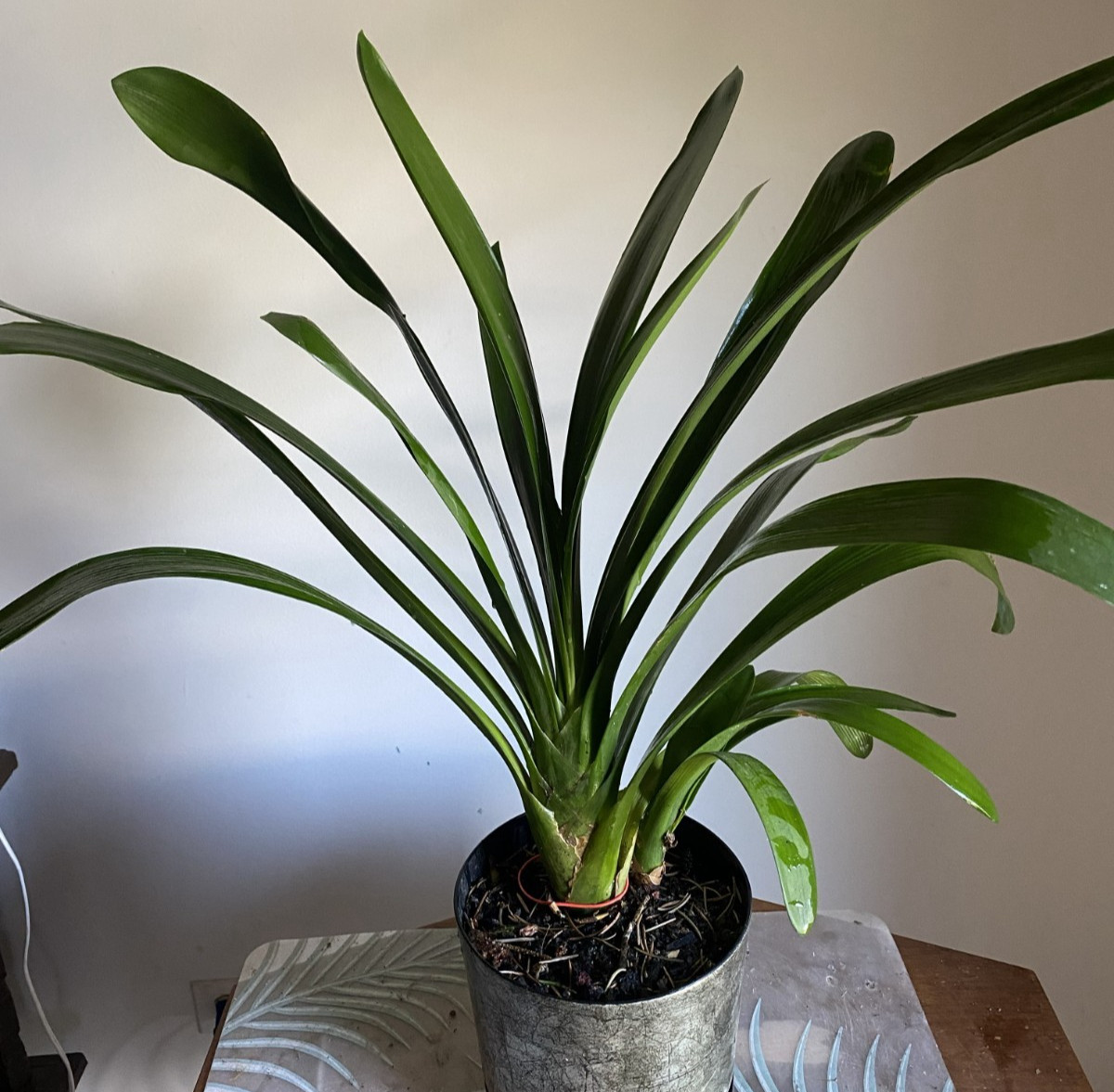 Clivia Plants – Lot of 2 20 inch plants ~ orange flowering