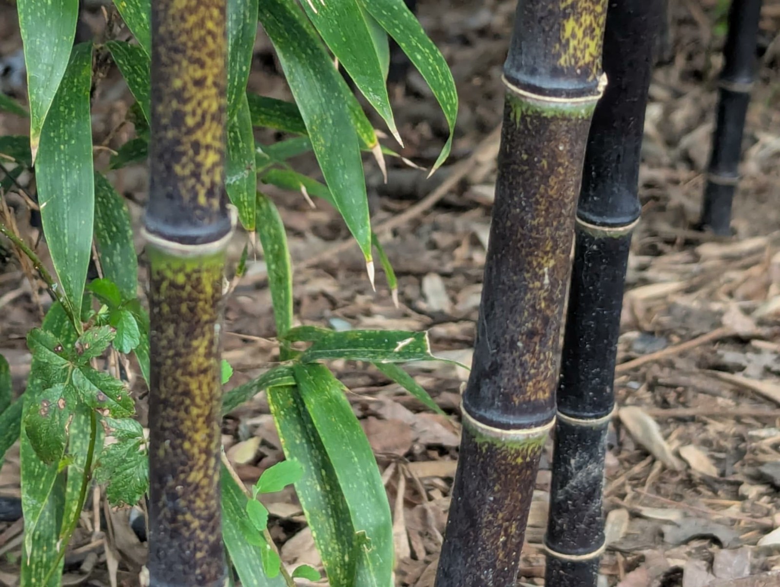 URGENT—Collector-Grade Black Bamboo Phyllostachys nigra Two 12″-14″Live Rhizomes