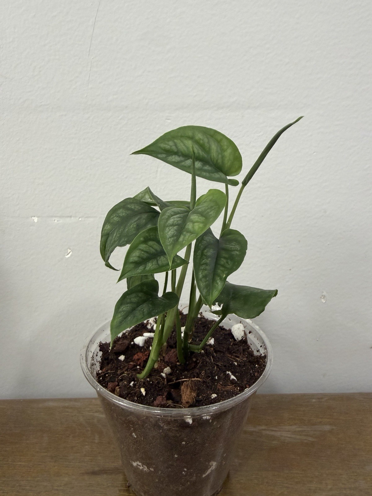 TROPICAL PLANTS / PHILODENDRON,SYNGONIUM / MONSTERA