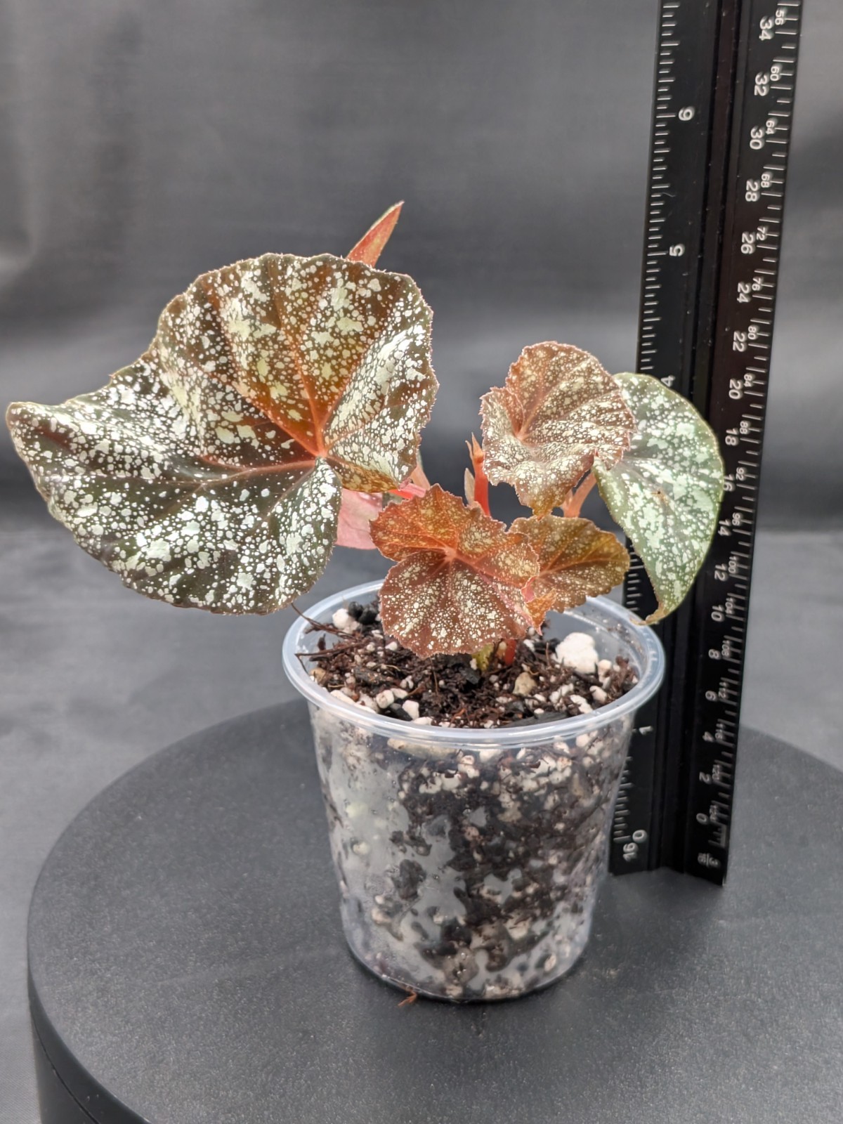 🪴Begonia ‘Moona’-Begonia curtisii ‘Galaxy’x begonia variabilis- Rooted Plant