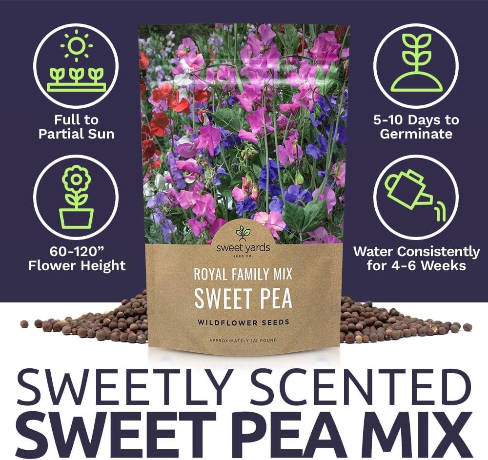 Sweet Pea Seeds Royal Mix – Bulk 1/4 Pound Bag – Over 1400 – Large Fragrant