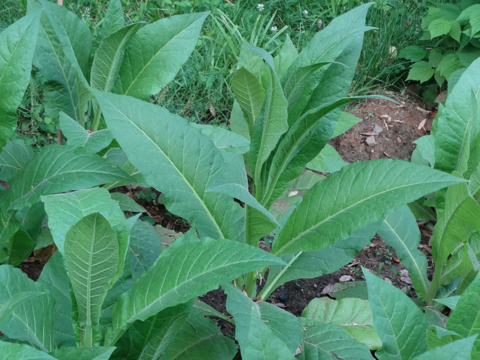 LOUISIANA PERIQUE TOBACCO 500+ SEEDS FRESH 2022 CROP 0.05+Gram Instructions Incl
