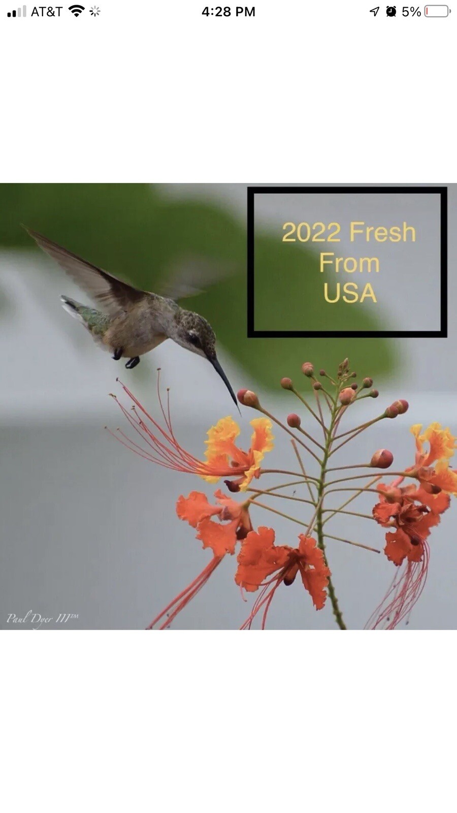 30 seeds Caesalpinia Pulcherrima PRIDE OF BARBADOS Dwarf Poinciana