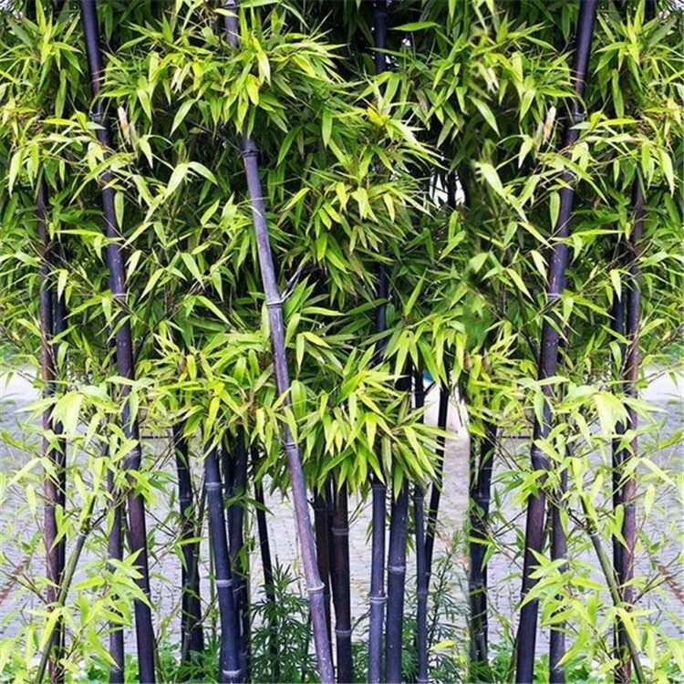 100 + Black bamboo seeds – Phyllostachys nigra. USA seller.