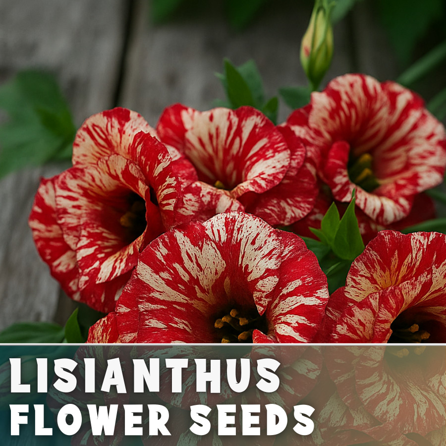 Starling Lisianthus Seeds – 100 Seeds Garden Bloom Flower Seed Non Gmo