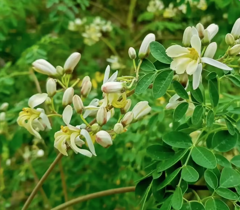 Moringa Plant – 1-2ft Tall – 1Gal Pot – Fast-Growing Edible – Zones 9–11