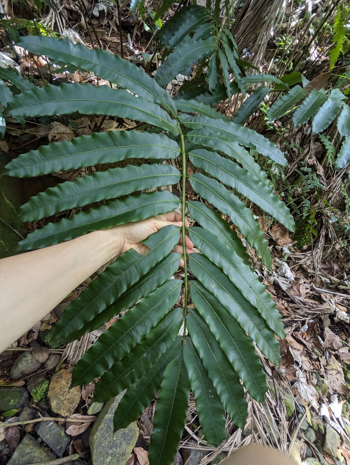 x2 EX Rare : LIVE : Danaea Nodosa Fern 4 inch Exotic Unique Big Grower rainfores
