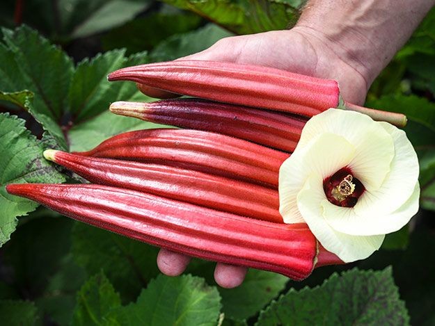 Burgundy Red Okra Seeds | Clemson Spineless Pink Fire Candle Vegetable Seed 2024