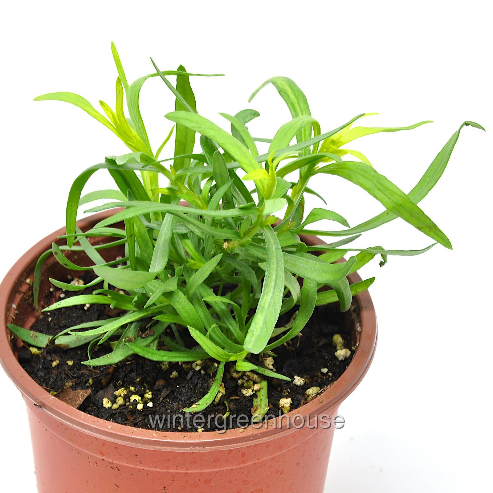 Tarragon, French Tarragon, Container Size: 3″ (2.6×3.5″)