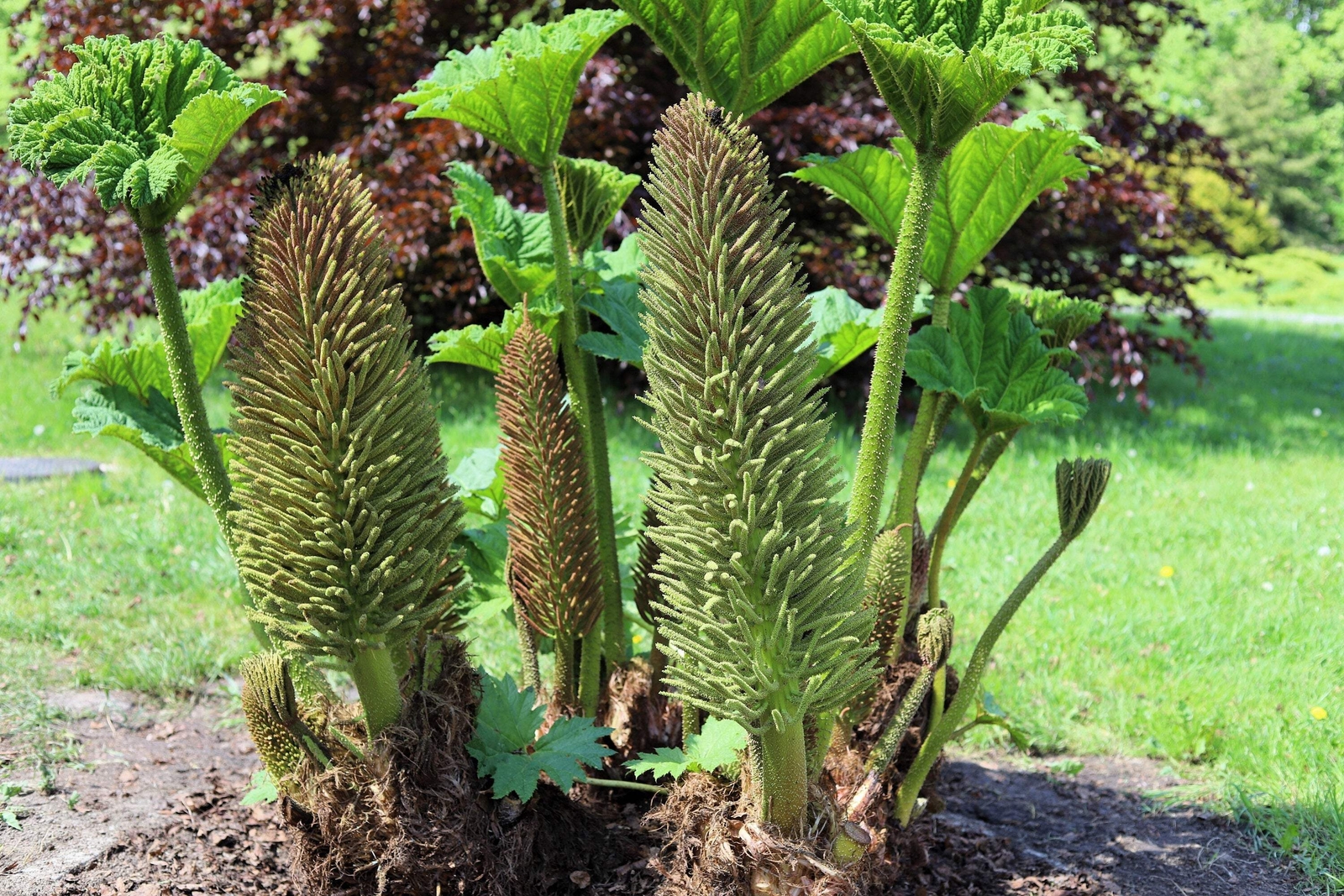 10 GUNNERA MANICATA 6′ Leaves! Giant Rhubarb Dinosaur Plant Moist Shade Red Flow
