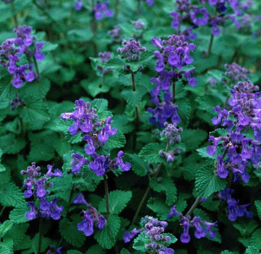 CATMINT SEEDS 200+ HERB perennial PURPLE wildflower GARDEN bees BUTTERFLIES
