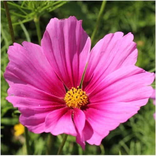 Radiance Cosmos Seeds For Planting (Cosmos bipinnatus)