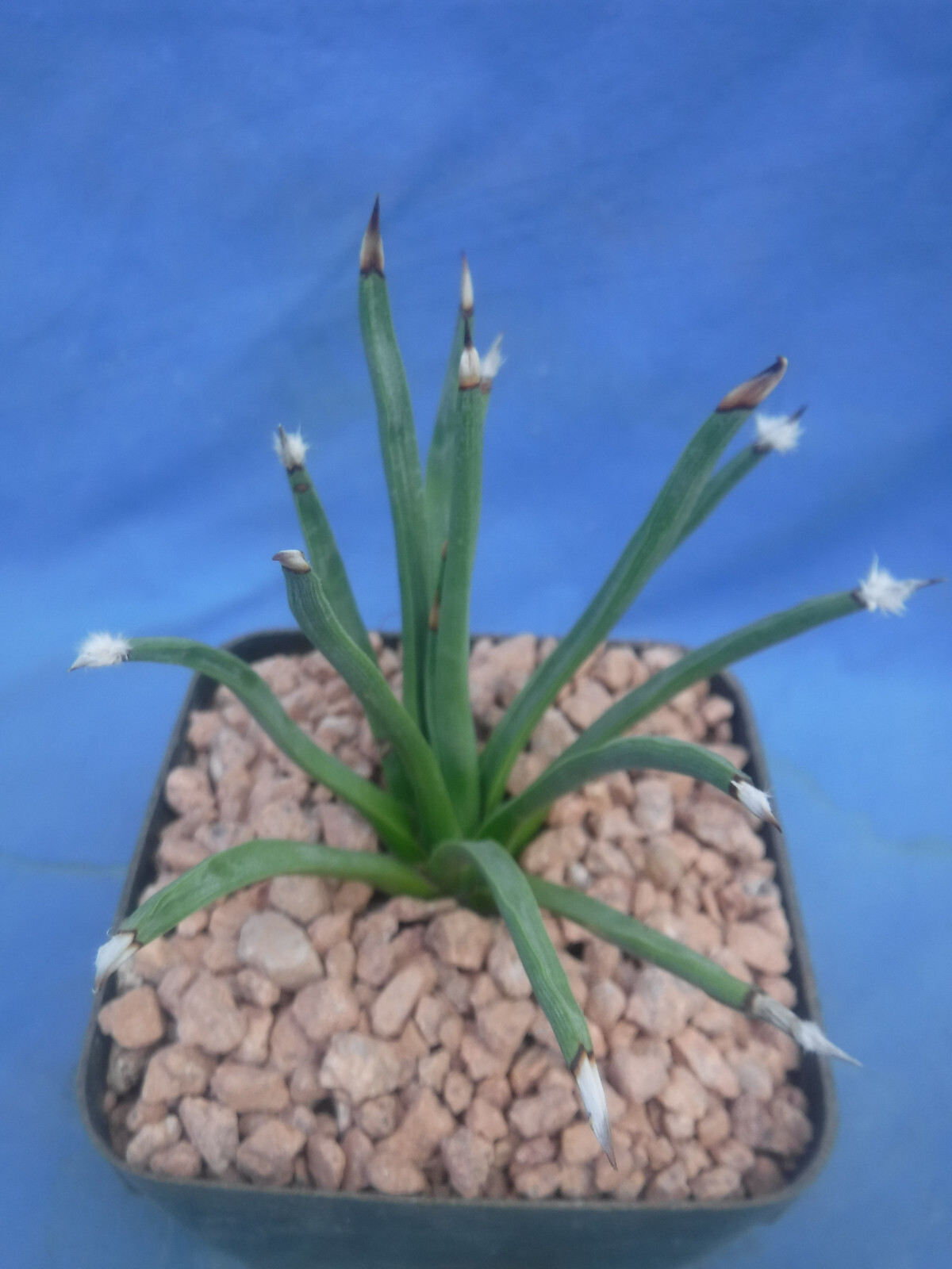 Agave albopilosa “Tufts” Plant VERY RARE Agave! 5+ Years Old! 4″ Wide NICE! B8