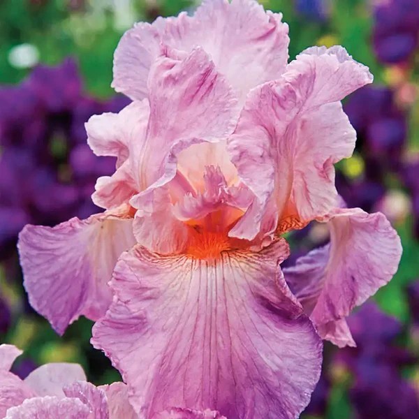 HTF * Jennifer Rebecca Lilac Falls Pink Stands Orange Beard Ruffled Edge HUGE
