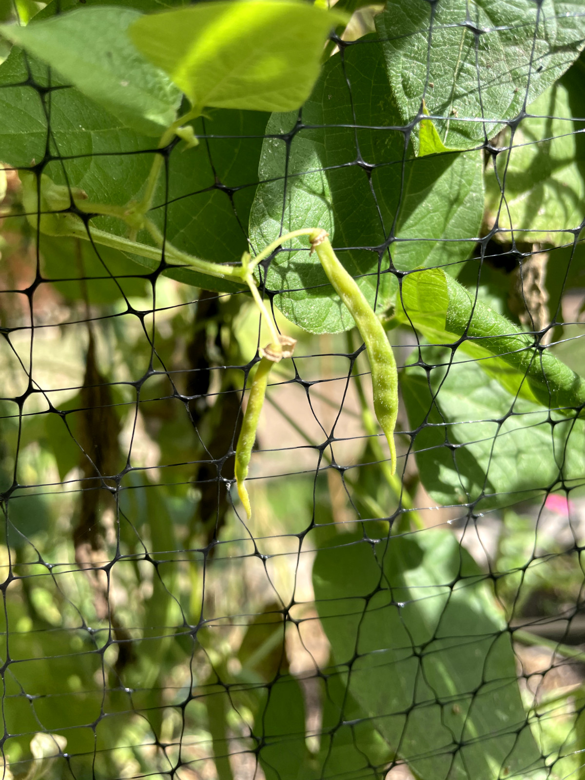 String Bean Seeds. Green Bean Seeds. 76 count.