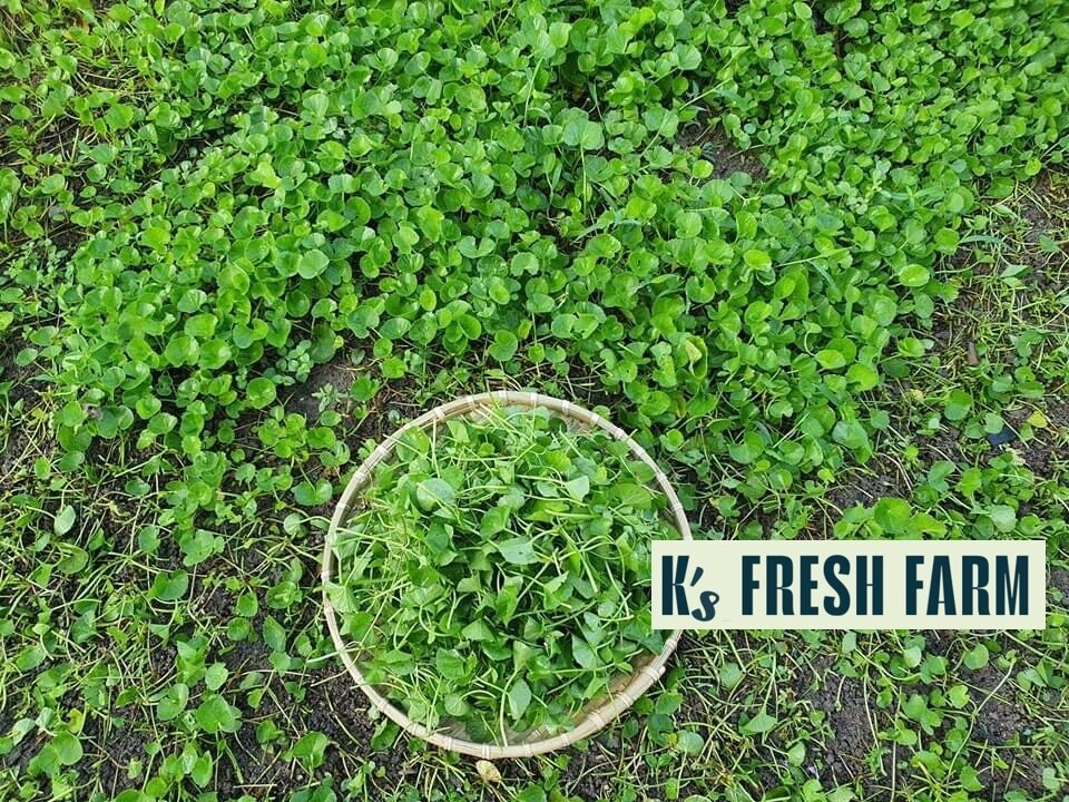 PENNYWORT , GOTU KOLA, CENTELLA ASIATICA SEEDS, HẠT RAU MÁ LÁ LỚN (+200 PCS)