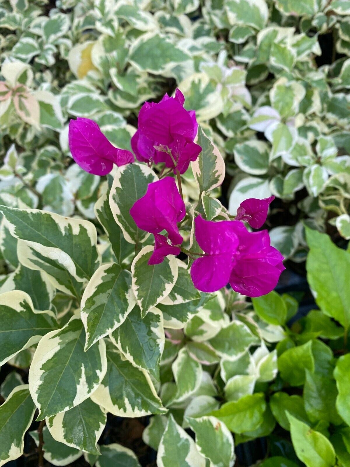 **VERA VARIEGATA PURPLE** Bougainvillea**Small Well Rooted Starter Plant*